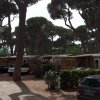 Parcheggio con case mobili tra pini.