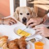 Cane a tavola con croissant, omelette e succo d'arancia.