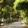 Sentiero ombreggiato tra alberi e arbusti.