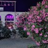 Fiori rosa davanti a un edificio illuminato di viola.
