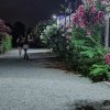 Viale con fiori rosa illuminato di notte.